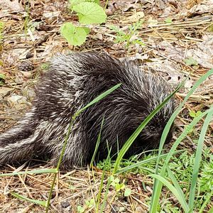 Meet your Posher, Loretta